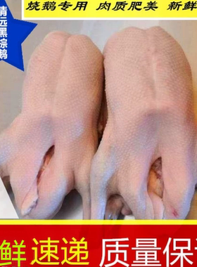 大智金东清远黑棕鹅烧鹅专用棚鹅当天屠宰冷冻广州发货质量保证好