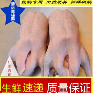 大智金东清远黑棕鹅烧鹅专用棚鹅当天屠宰冷冻广州发货质量保证好