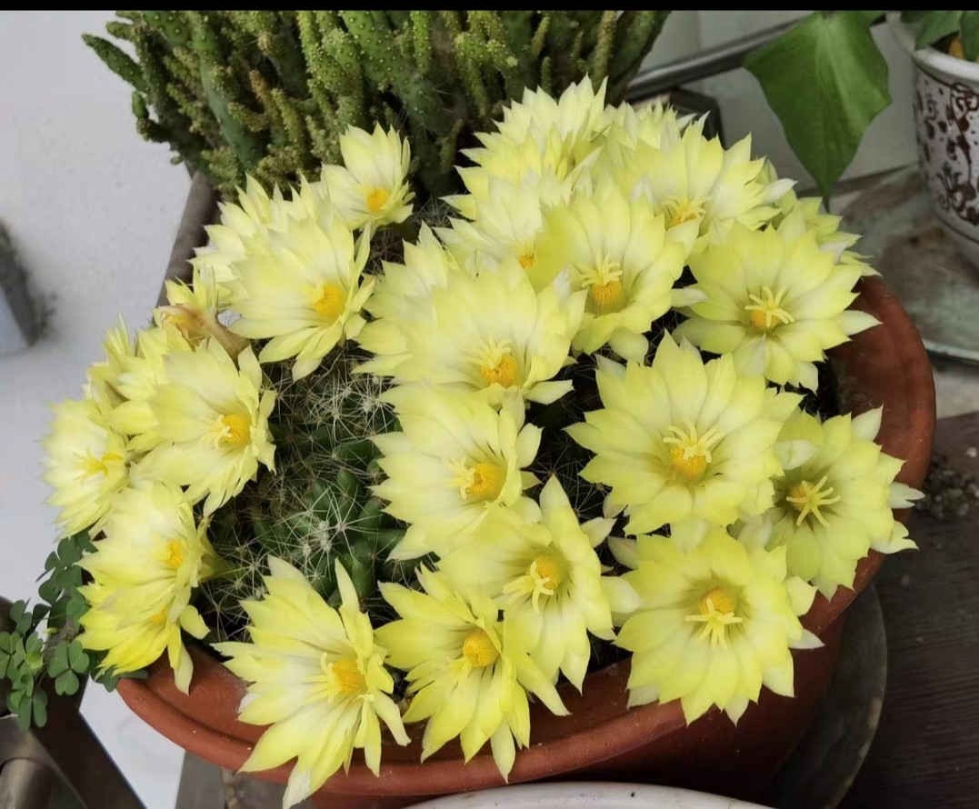 仙人球系列金星(D32）五年生开花球单头10棵耐干旱易养活,鲜花速递/花卉仿真/绿植园艺,多肉植物,淘宝优惠券,粉丝福利购,淘宝优惠卷