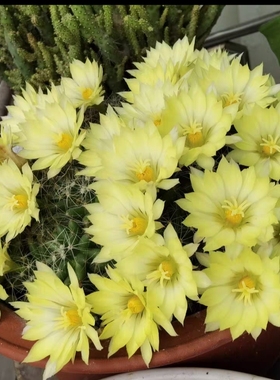 仙人球系列金星(D32）五年生开花球单头10棵耐干旱易养活