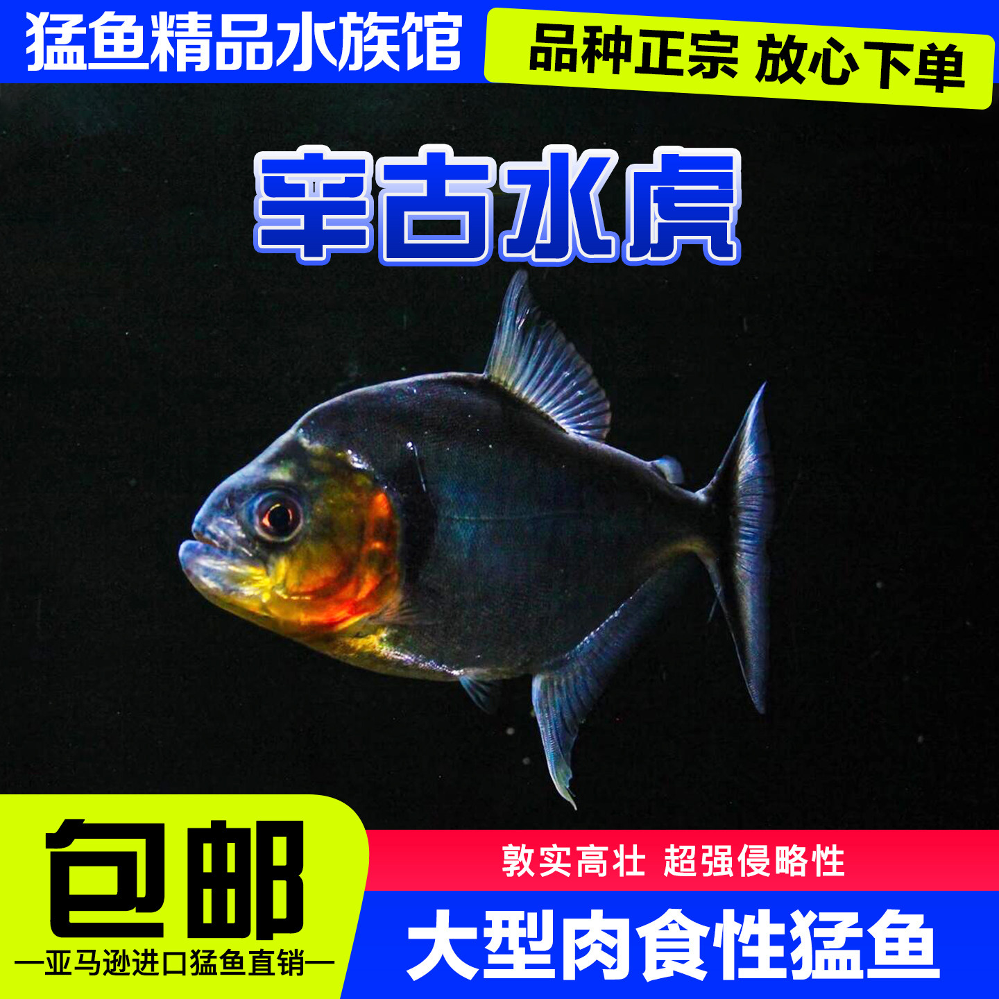 辛古水虎鱼凶猛鱼热带鱼观赏鱼黄钻秘鲁黑食卡提大型鱼淡水猛鱼