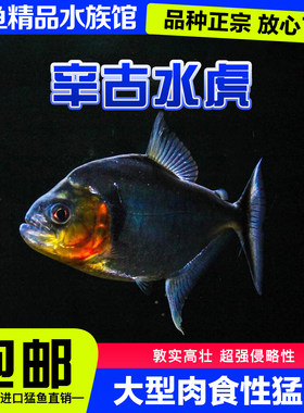 辛古水虎鱼凶猛鱼热带鱼观赏鱼黄钻秘鲁黑食卡提大型鱼淡水猛鱼