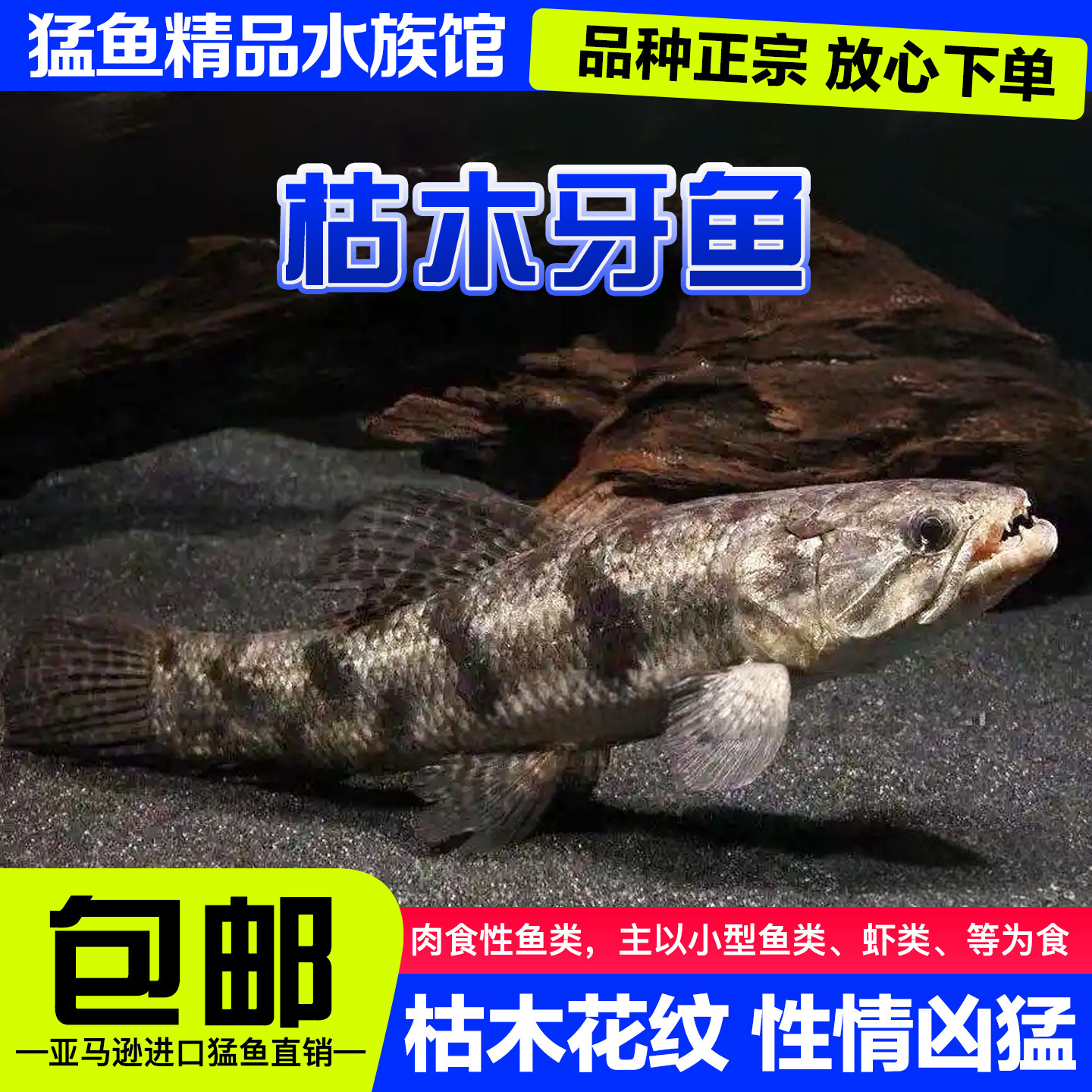 枯木牙鱼橙腹牙鱼活体南美奥黑牙鱼七彩牙鱼加拉辛肉食性凶猛鱼活