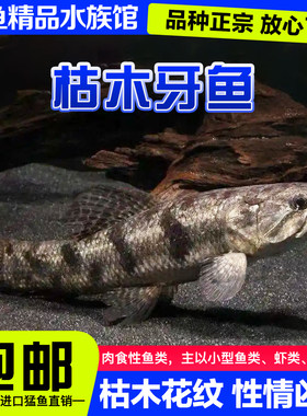 枯木牙鱼橙腹牙鱼活体南美奥黑牙鱼七彩牙鱼加拉辛肉食性凶猛鱼活