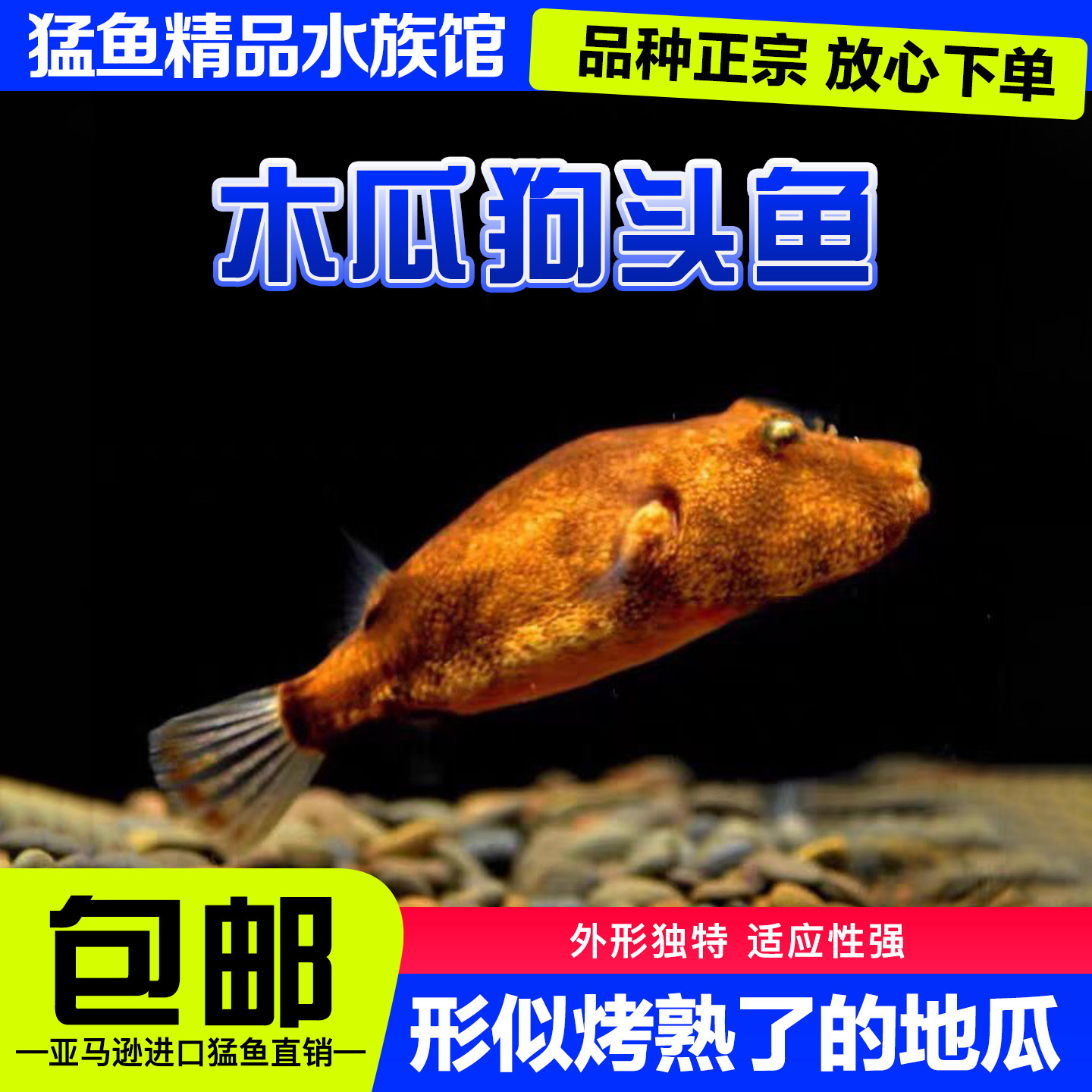 精品红木瓜狗头凶猛肉食性斑马毛毛皇冠狗头河豚淡水活体热带鱼