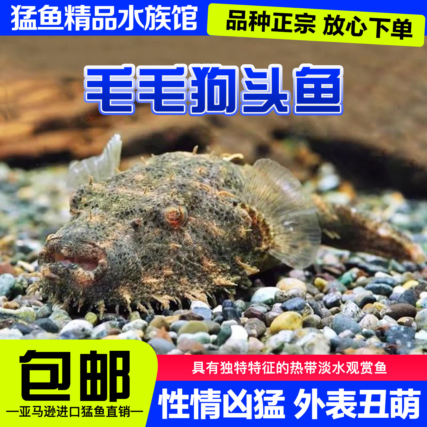 毛毛狗头鱼斑马皇冠淡水河豚潜水鱼