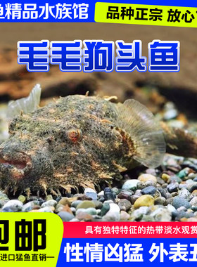 毛毛狗头鱼斑马皇冠淡水河豚潜水艇金钱木瓜狗v字凶猛热带观赏鱼