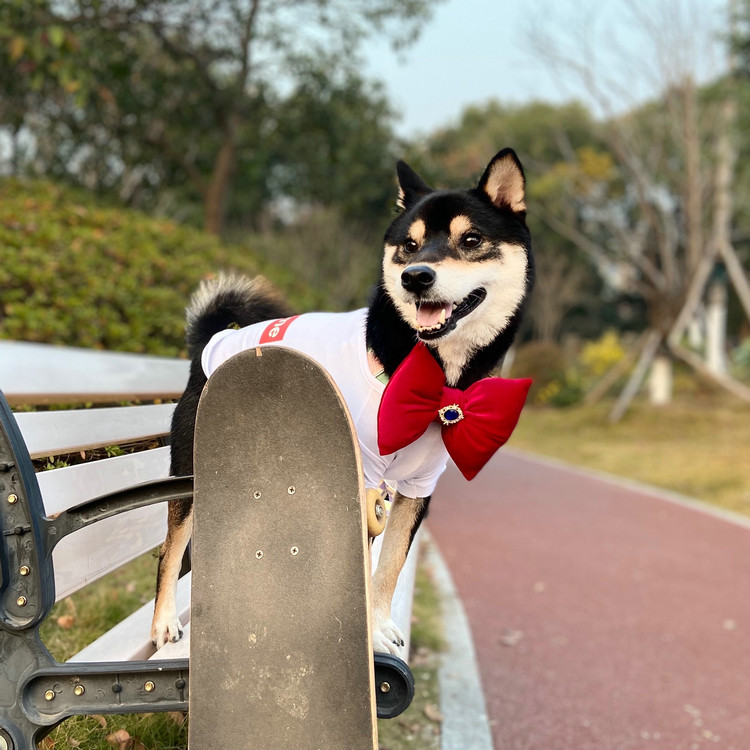 宠物红绿大领结新年柴犬金丝绒蝴蝶结狗可爱脖饰柯基法斗圣诞装饰