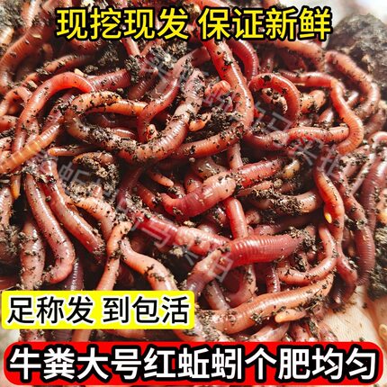 蚯蚓活饵鲜活散装盒装红蚯蚓活体钓鱼饵料红虫种苗毛毛蚯蚓