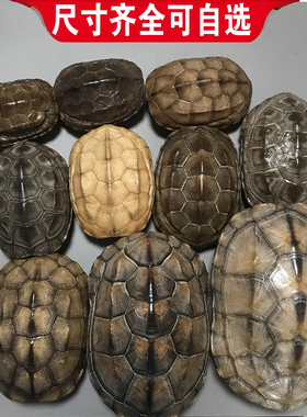 天然龟甲六爻摇卦工具手把件摆件