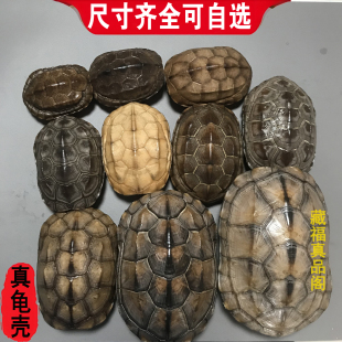 天然完整真乌龟壳卦卜龟甲文玩爻六铜钱工具六爻摇卦手把件摆件