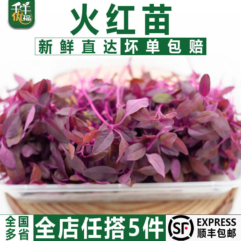 新鲜火红苗1盒 安曼红 斯卡纳苗可食用 芽苗菜 西餐摆盘装饰