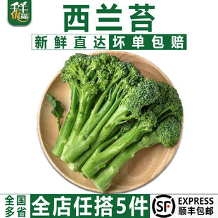 西兰苔500g 新鲜西兰花手指西兰花宁夏甜杆兰花苔青花苔蔬菜食材