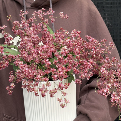 梦香兰红色满堂红5支花剑 浮力文心兰 香味浓郁 好养护 客厅书房