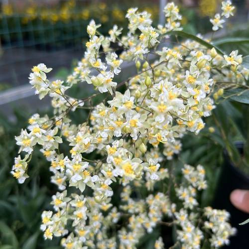 梦香兰 奶油白4支以上花剑  花期长 文心兰 客厅阳台 盆栽兰花