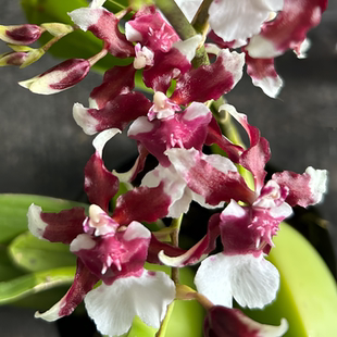 开花巧克力花香客厅阳台办公室养 3支花剑 香水文心兰 巧克力2