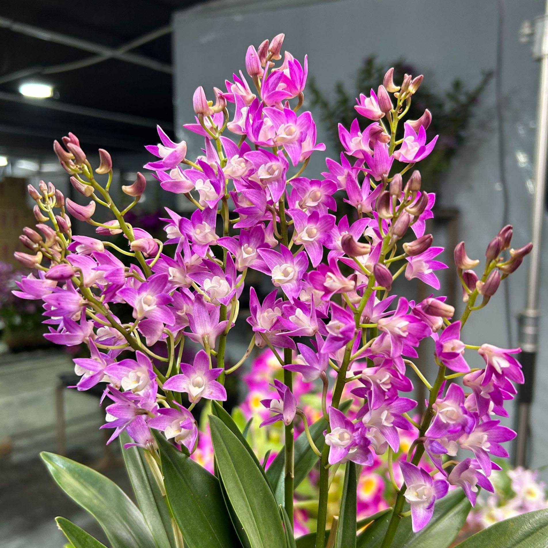 红大明 丁香 大明石斛兰 高品质  盆栽兰花 稀少品种开花浓香