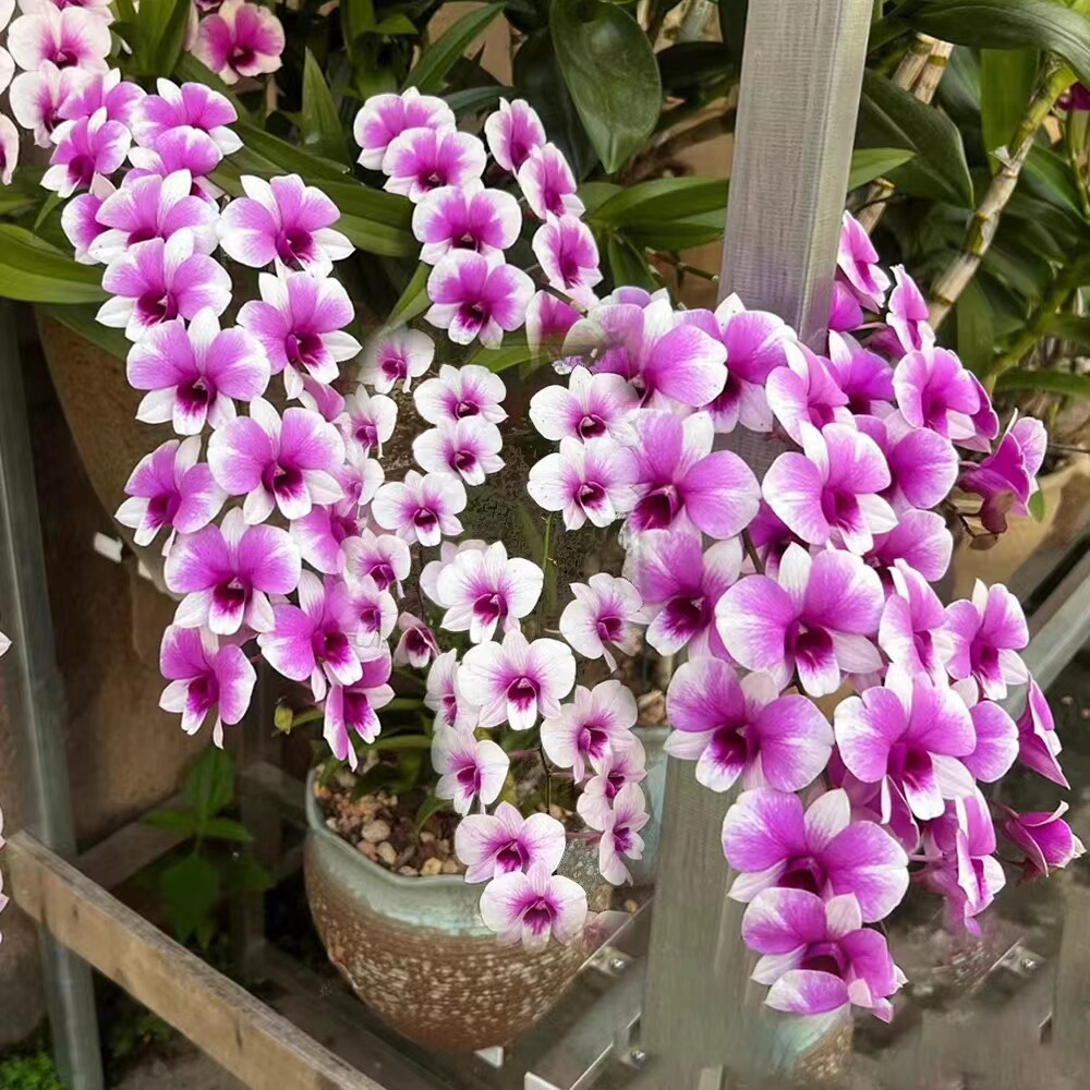 超美粉黛石斛带花剑花期长好养图片