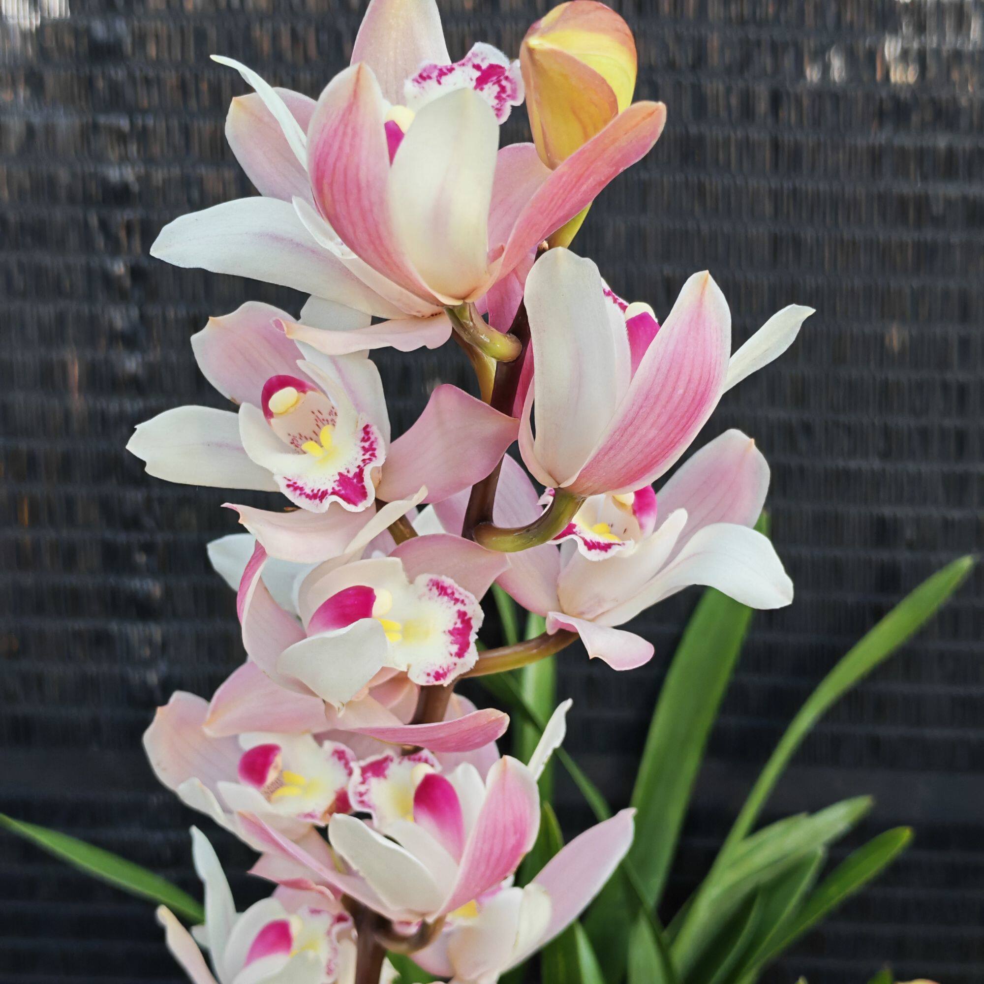 大花惠兰白天鹅2支以上花剑