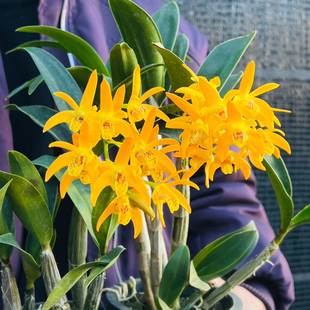 花卉绿植 开花香 盆栽兰花 室内外好养护新手推荐 黄鹤石斛兰