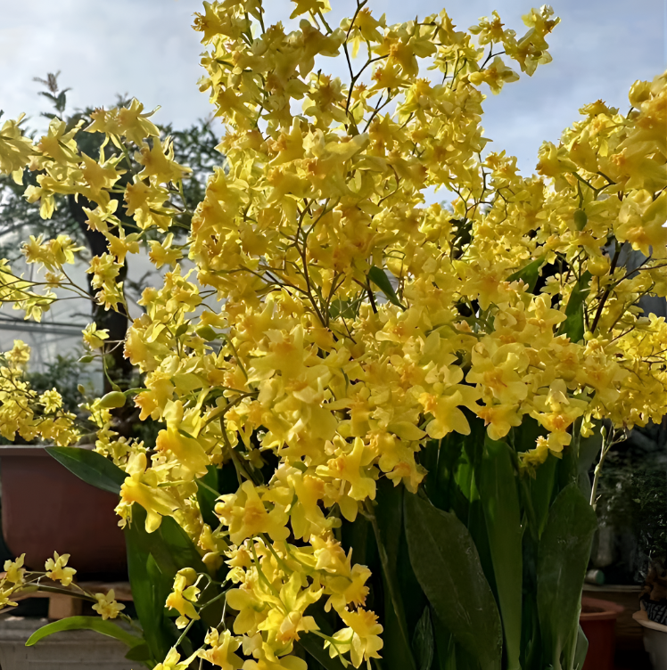 梦香兰金黄色5-6枝花箭 品质好 盆栽文心兰  开花香 文心兰
