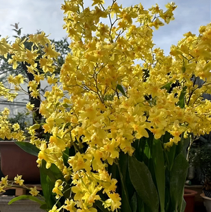梦香兰金黄色3-4枝花箭 品质好 盆栽文心兰  开花香 文心兰