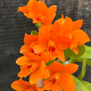 卡特兰 金满意  盆栽兰花 花卉绿植 阳台客厅室内外新手可养