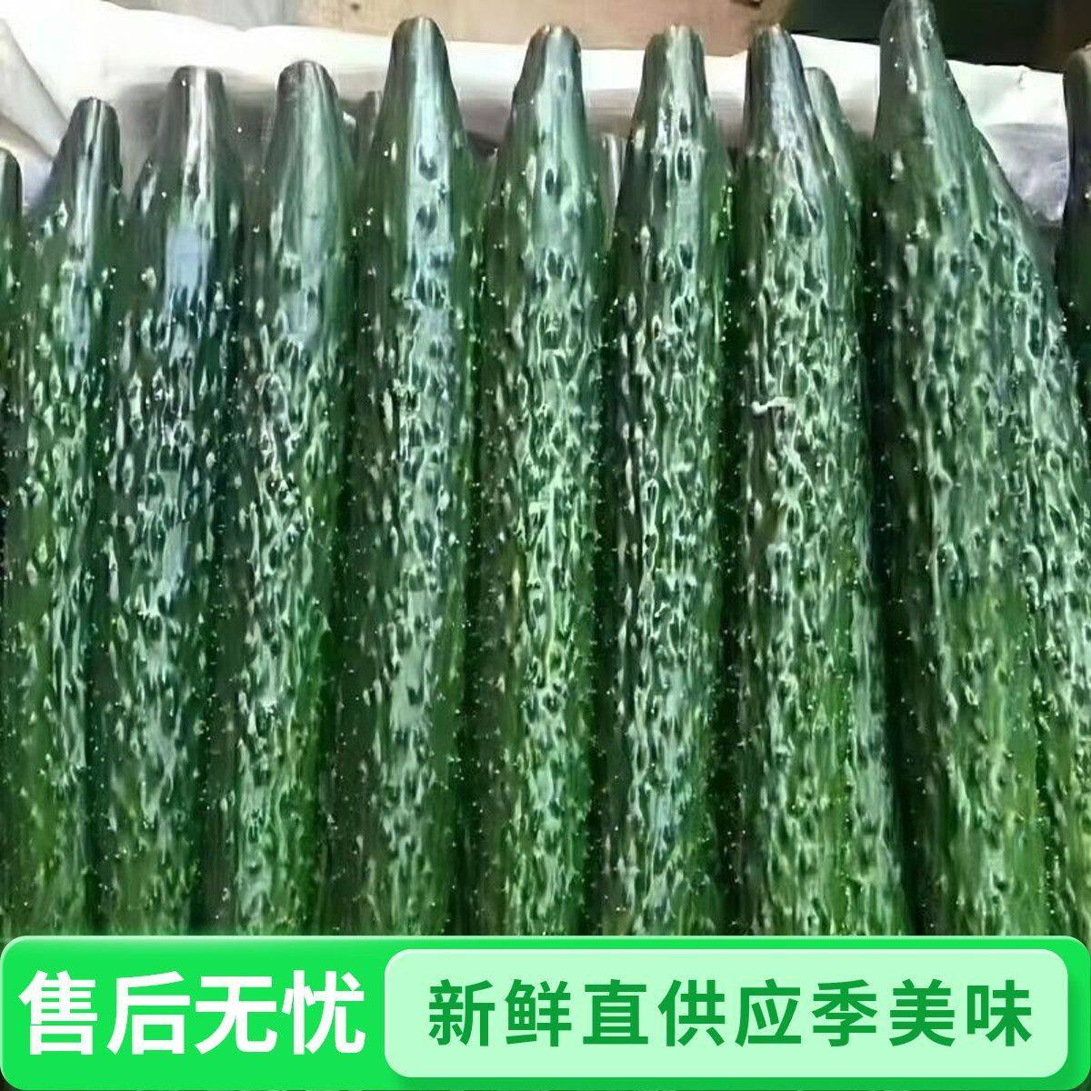 【当季】刺黄瓜新鲜青瓜绿心黄瓜批发脆黄瓜产地直发生吃黄瓜