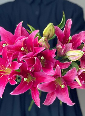 【红香水百合】东北鲜花 辽宁朝阳凌源地产随缘粉红色香水百合