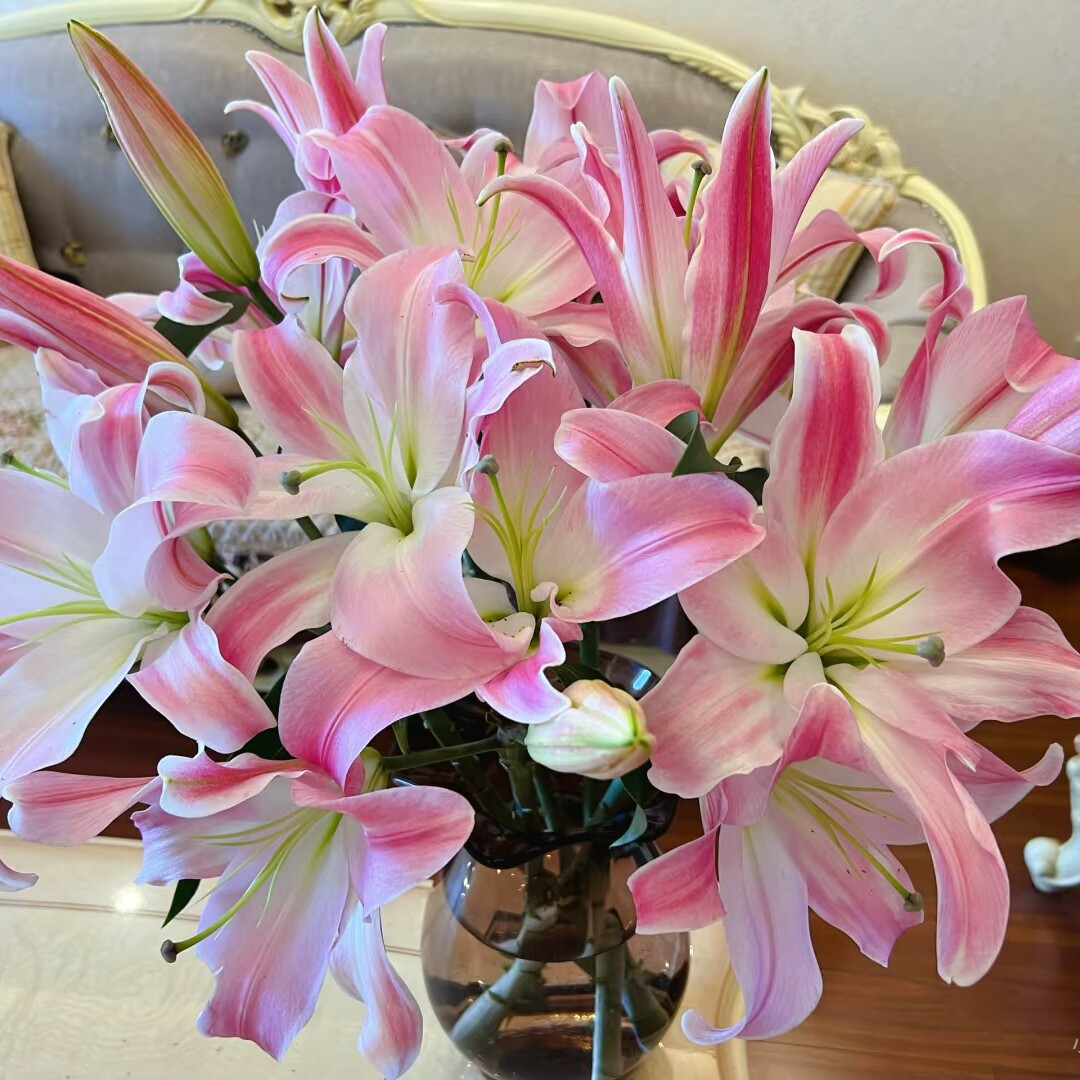 【圆舞曲粉香水百合】东北鲜花 辽宁朝阳凌源地产粉红百合鲜切花