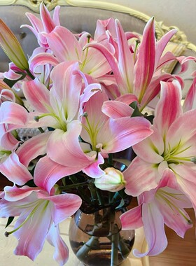 【粉红香水百合】东北鲜花 辽宁朝阳凌源地产随机粉红百合鲜切花