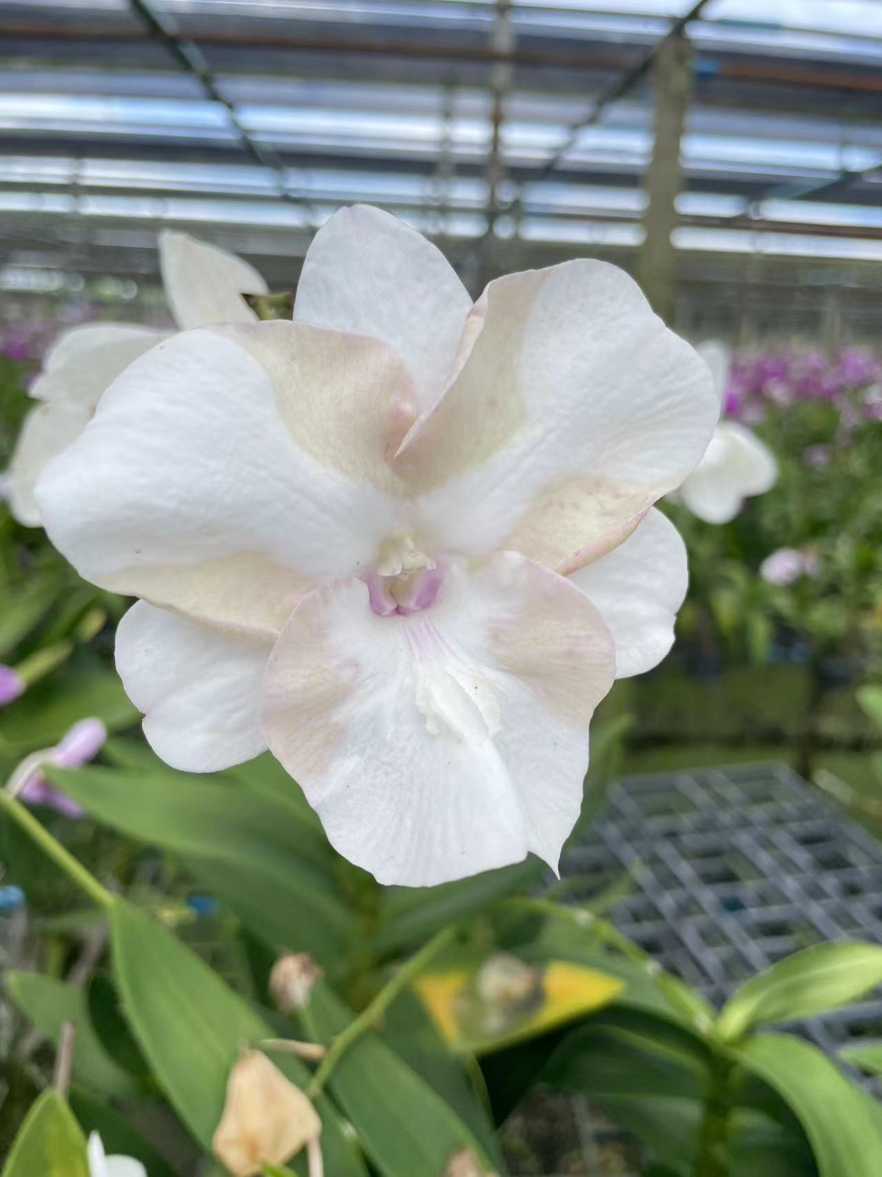 读月园泰秋1.7寸苗蟠桃秋石斛小苗带盆栽变色龙王进口花卉