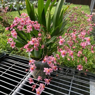 读月园梦香兰牛奶兰光宗小型香水迷你兰花桌面花卉阴性植物礼品
