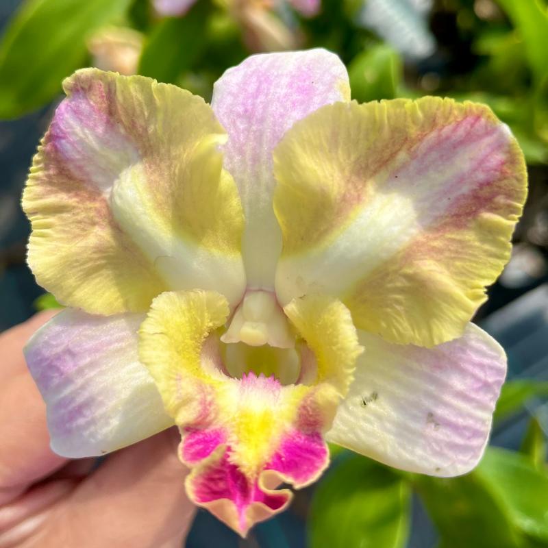 读月园变色大花龙王2进口秋石斛兰泰国兰花