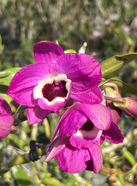 红国王春石斛兰红色荣耀春石斛浓香观花后鲜花香水味红皇帝