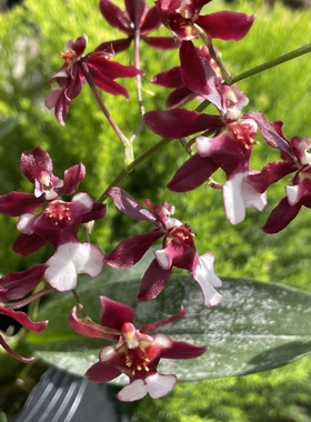 读月园巧克力香水文心兰252红色中小型兰花易养花卉阳台绿植