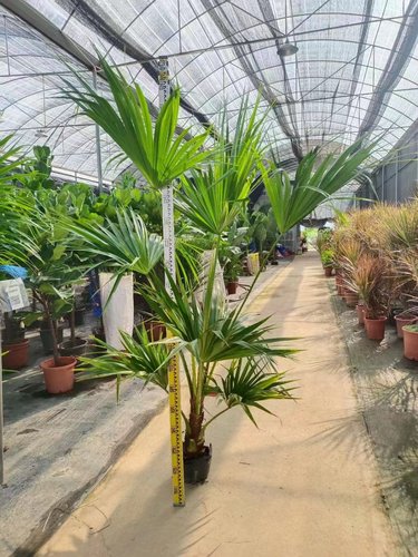 大型蒲葵好养活吸甲醛