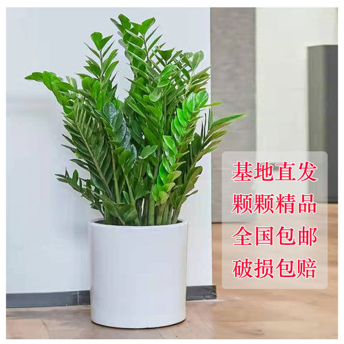 金钱树办公室吸甲醛旺财