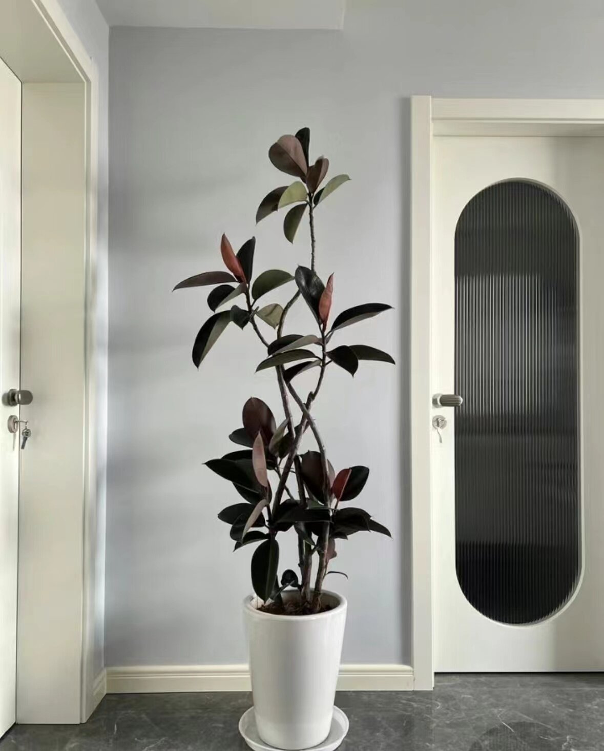 造型黑金刚橡皮树大老庄盆栽室内外吸甲醛净化空气好养易活真绿植