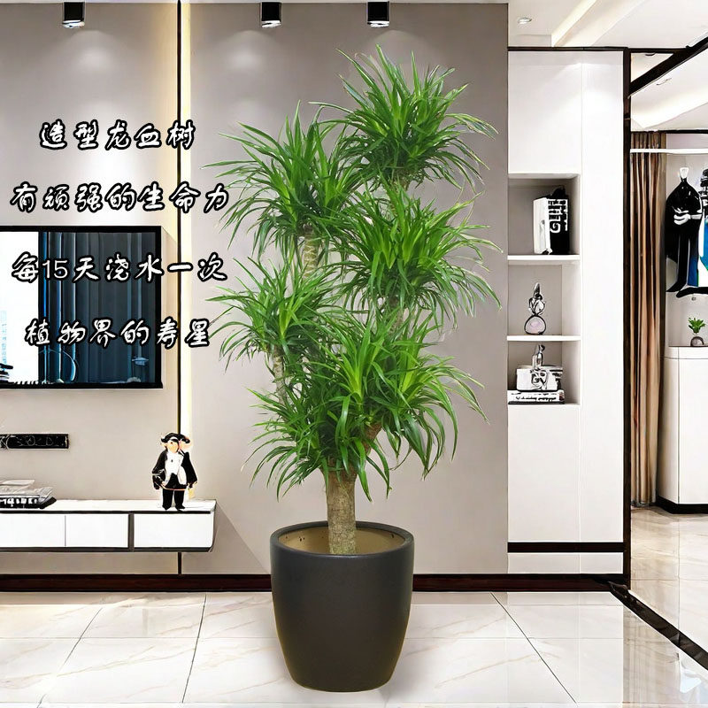 龙血树盆栽室内吸甲醛好养活