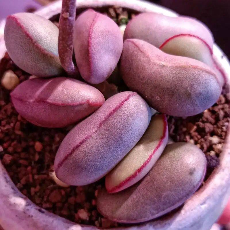 红蛋水泡多肉红蛋海豹爱心梅花鹿超萌花卉办公室植物肉肉阳台盆栽