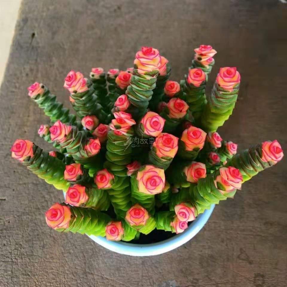 红心钱串锦多肉植物盆栽创意办公桌面绿植花卉新手办公好养活