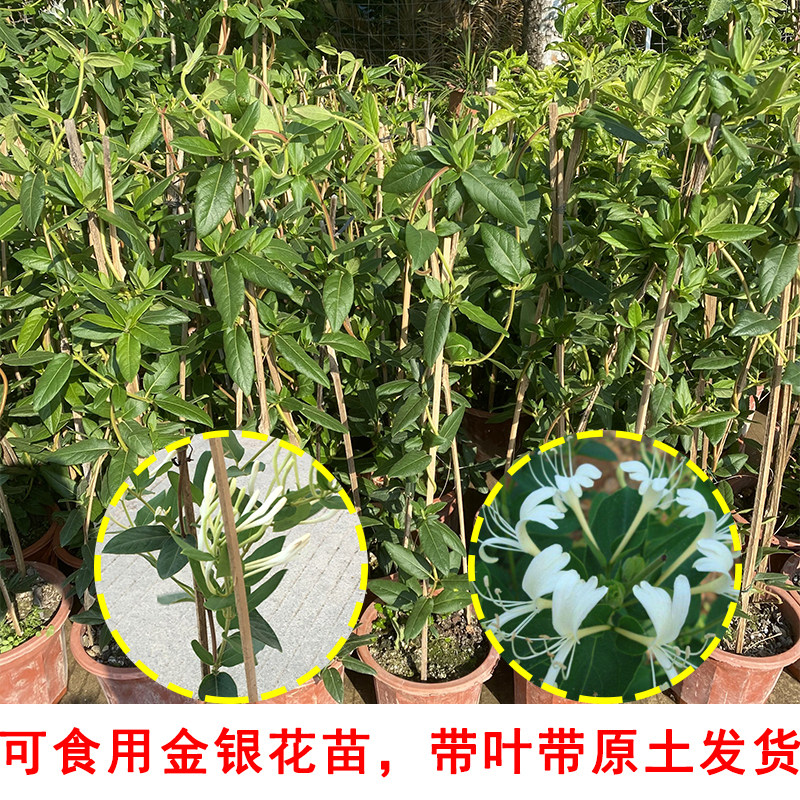 金银花树苗 爬藤植物黄白金银花