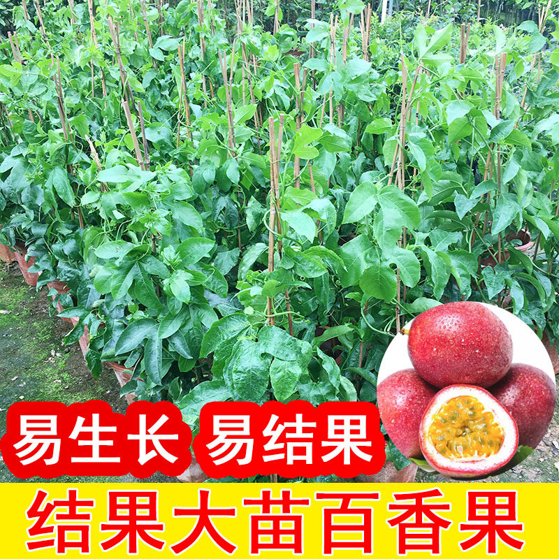 广东百香果苗四季爬藤盆栽地栽