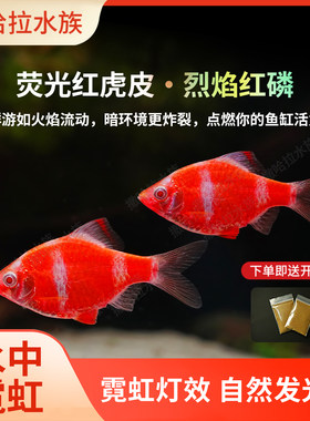 荧光红虎皮鱼观赏热带鱼群游鱼