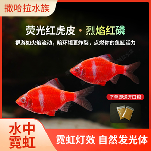 荧光红虎皮鱼观赏热带鱼群游鱼活体鱼苗红宝石红龙鱼灯科鱼淡水鱼