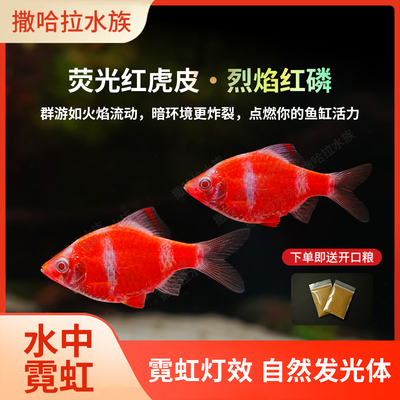 荧光红虎皮鱼观赏热带鱼群游鱼