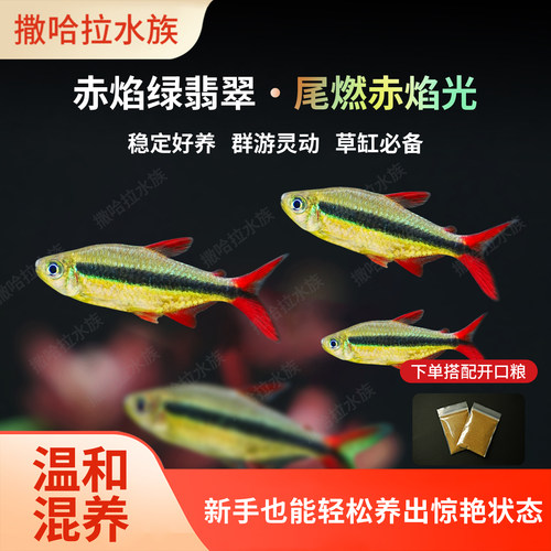 赤焰绿翡翠南美进口灯科鱼