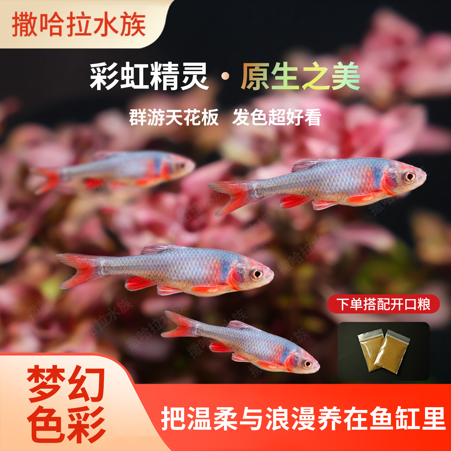 彩虹精灵鱼原生冷水鱼耐寒鱼