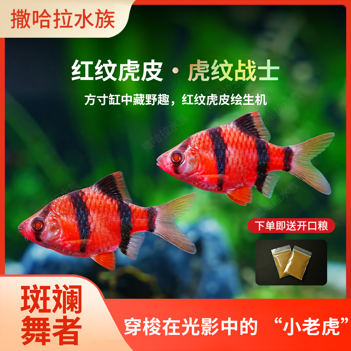 红虎皮鱼荧光红四间鱼